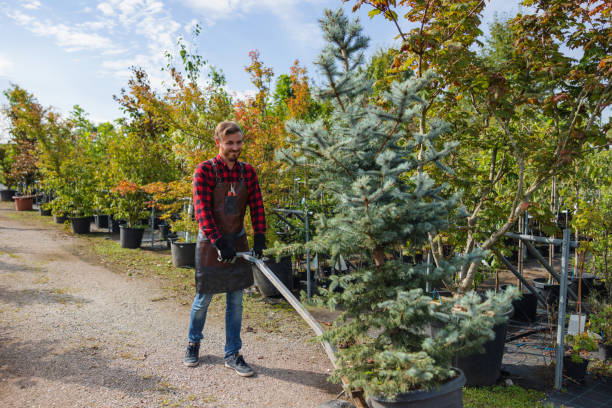 Trusted Salmon, ID Tree Care Services Experts